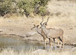 Greater Kudus (Tragelaphus strepsiceros)