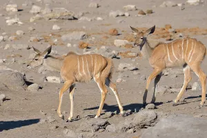 Greater Kudus (Tragelaphus strepsiceros)