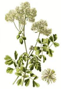 Greater meadow-rue (Thalictrum aquilegiifolium)