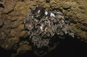 Greater Mouse-eared Bat (Myotis myotis)