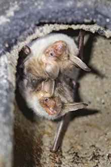 Greater mouse-eared bat (Myotis myotis)