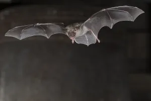 Greater mouse-eared bat (Myotis myotis)