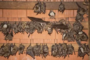 Greater mouse-eared bat (Myotis myotis)