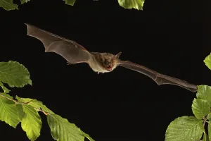 Greater mouse-eared bat (Myotis myotis) in flight