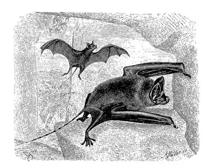 Greater mouse-tailed bat (Rhinopoma) microphyllum