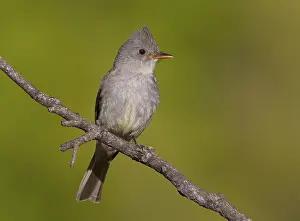 Greater Pewee (Contopus pertinax)