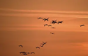 Greater (Phoenicopterus ruber roseus) Flamingos at dusk