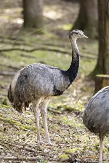 Greater rhea or American rhea (Rhea americana) standing in a forest