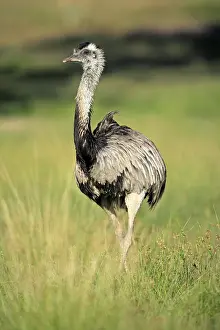 Greater Rhea (Rhea americana), adult male