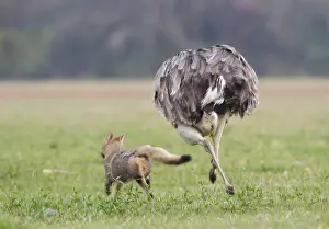 Greater Rhea (Rhea americana) chasing Red Fox away