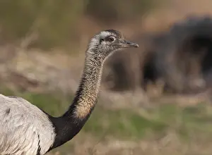 Greater Rhea (Rhea americana), Corrientes