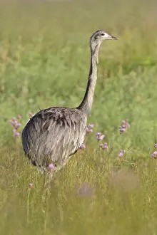 Greater Rhea (Rhea americana) perched on the ground in Bolivia