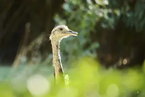 Greater rhea (Rhea americana), portrait
