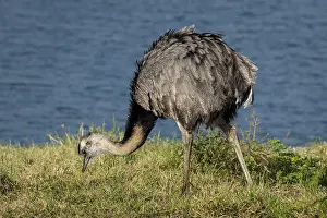 Greater rhea (Rhea americana), ratite