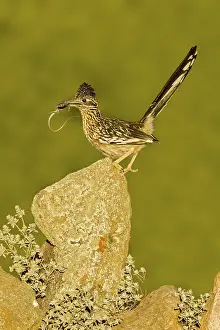 Greater Roadrunner Geococcyx californianus Amado