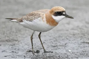 Greater Sand Plover (Charadrius leschenaultii) adult