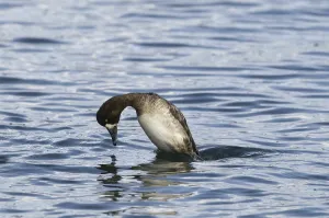 Greater Scaup (Aythya marila), adult female