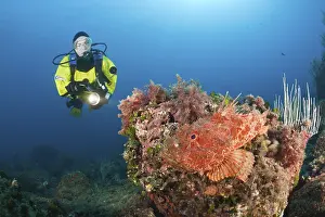 Greater scorpionfish and diver