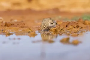 Greater short-toed lark (Calandrella brachydactyla) on a farmers field