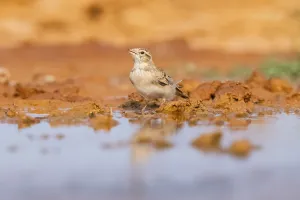 Greater short-toed lark (Calandrella brachydactyla) on a farmers field