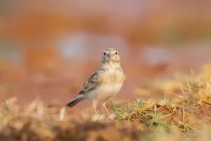 Greater short-toed lark (Calandrella brachydactyla) on a farmers field