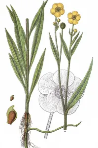 Greater spearwort (Ranunculus lingua)