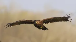 Greater Spotted Eagle (Clanga clanga) juvenile flying