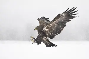 Greater Spotted Eagle (Clanga clanga) landing on snow