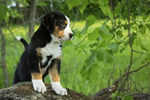 Greater Swiss Mountain Dog, puppy