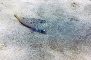 Greater weever on sandy sea floor (Trachinus draco)