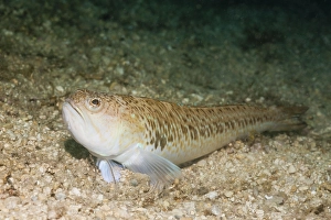 Greater Weever (Trachinus draco)