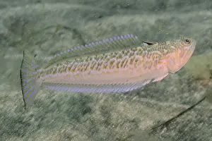 Greater Weever (Trachinus draco)