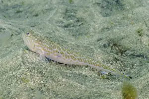 Greater Weever (Trachinus draco)