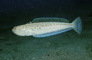 Greater weever, Weaver fish Trachinus draco