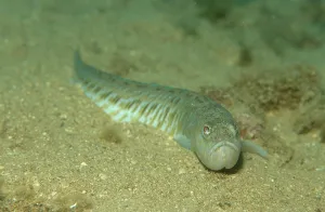 Greater weever, Weaver fish Trachinus draco