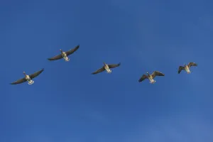 Greater white-fronted geese (Anser albifrons)