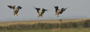 Greater white-fronted geese (Anser albifrons)