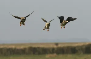 Greater white-fronted geese (Anser albifrons)
