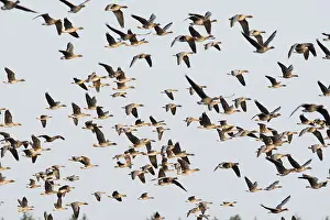 Greater white-fronted geese (Anser albifrons) and bean geese (Anser fabalis)