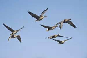 Greater white-fronted geese (Anser albifrons) in flight