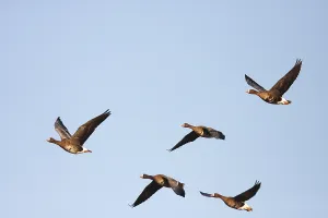 Greater White-fronted Geese (Anser albifrons) flying