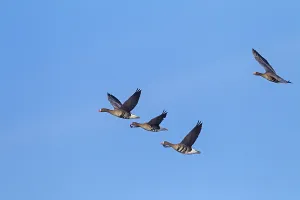 Greater white-fronted geese are migratory birds (Greater (Anser albifrons) White-fronted Goose in flight)