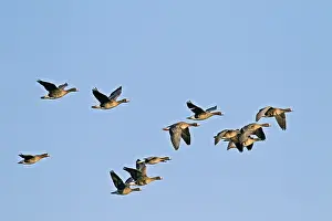 Greater White-fronted Goose
