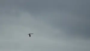 Greater white-fronted goose (Anser albifrons)