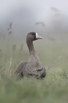 Greater White-fronted Goose (Anser albifrons)