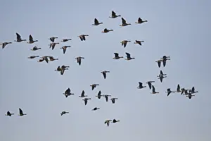 Greater white-fronted goose (Anser albifrons)