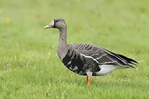 Greater White-fronted Goose (Anser albifrons)