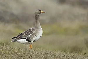 Greater White-fronted Goose (Anser albifrons)