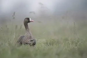 Greater White-fronted Goose (Anser albifrons)