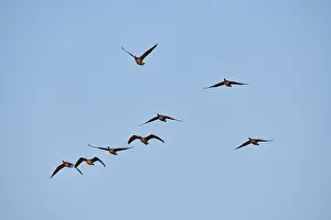 Greater white-fronted goose (Anser albifrons)
